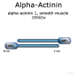 Preview: alpha actinin protein