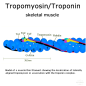 Preview: Tropomyosin/Troponin (rabbit skeletal muscle) - 2x100µg