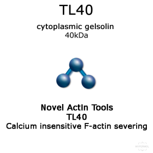 Gelsolin TL40 - GLN40 (N-terminal cytoplasmic gelsolin) - 50 µg