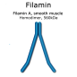 Preview: Filamin (smooth muscle, turkey) - 2x 50 µg