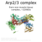 Preview: Arp 2/3 protein complex - 1.0 mg (2x500 µg)