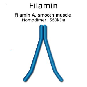 Filamin (smooth muscle, turkey) - 2x 50 µg