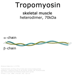 Tropomyosin (rabbit skeletal muscle) - 1.0 mg