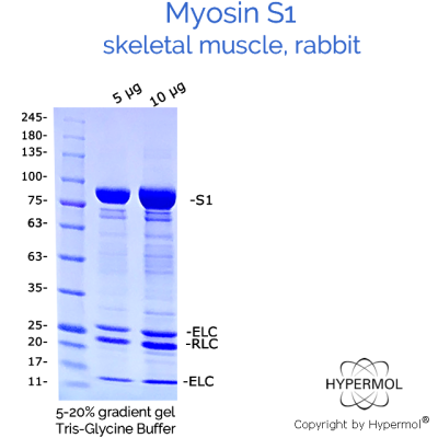 Myosin S1 - 2x100 µg